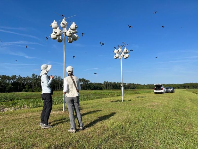 7 Florida Native Plants That Bring Purple Martins Back and Put Them to Work on Your Mosquitoes