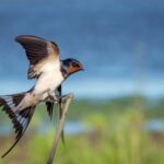 Barn Swallows Over Your Central Texas Yard May Eat Flying Insects, But Here Is What Actually Controls Mosquitoes