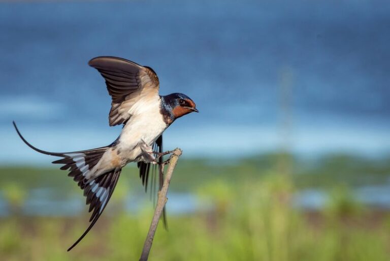 Barn Swallows Over Your Central Texas Yard May Eat Flying Insects, But Here Is What Actually Controls Mosquitoes