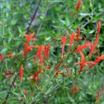 The Native Texas Shrub That Keeps Flowering Through the Hottest Part of Summer