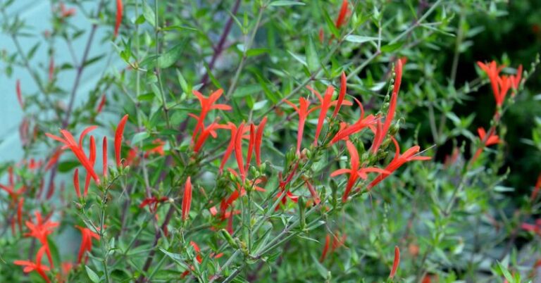 The Native Texas Shrub That Keeps Flowering Through the Hottest Part of Summer