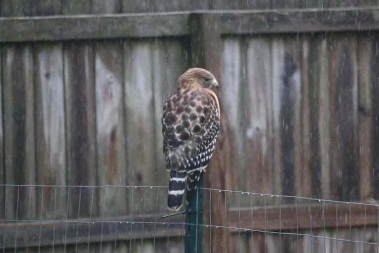 What It Really Means When Hawks Keep Circling Back To Your North Carolina Yard This Summer