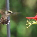 More Backyard Predators Are Stalking Your Hummingbirds Than You Think – Here’s Who to Watch and How to Keep Feeders Safe