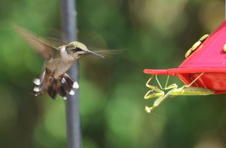 More Backyard Predators Are Stalking Your Hummingbirds Than You Think – Here’s Who to Watch and How to Keep Feeders Safe