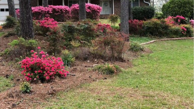 Where Pine Straw Beats Mulch in Your North Carolina Beds and Where It Quietly Fails You