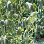 If Your Cucumber Vines Look Lush but the Leaves Curl Under Every Afternoon in Late-Summer Heat, Check This First