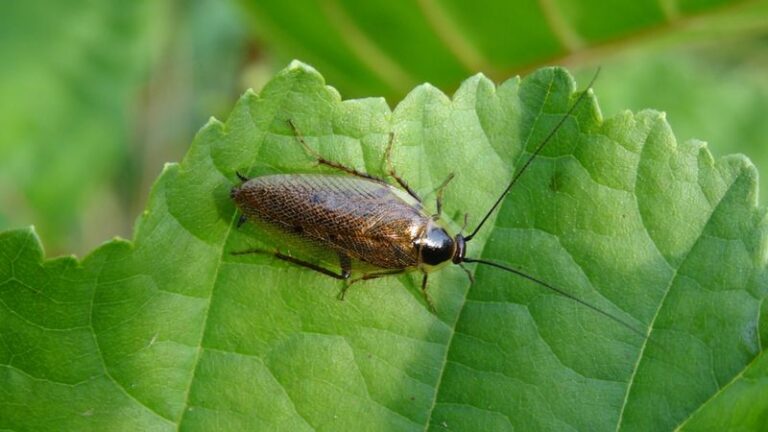 The Texas Porch Plant Roaches Refuse to Cross Between the Yard and Your Front Door
