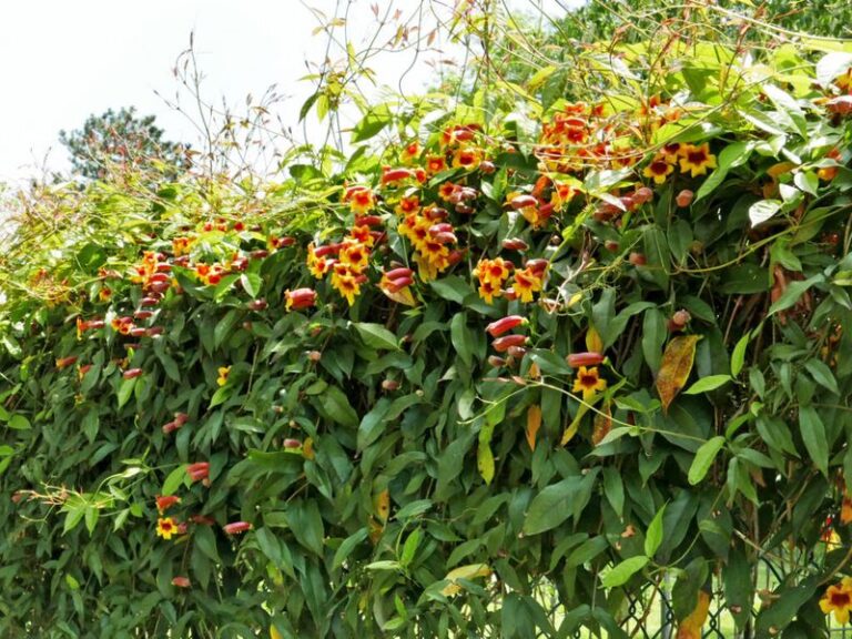 The Most Underrated North Carolina Native Vine That Screens Your Wooded Edge Where Ticks Enter