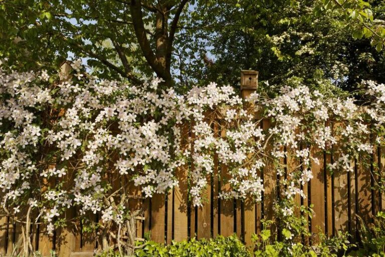 The California Climbing Plants That Cover a Fence Fast Without Tearing Apart the Foundation Underneath