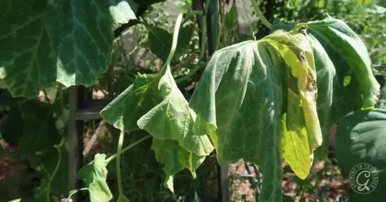 If Your Cucumber Vines Wilt by Afternoon Even After Watering in Late-Summer Heat, Here Is Why