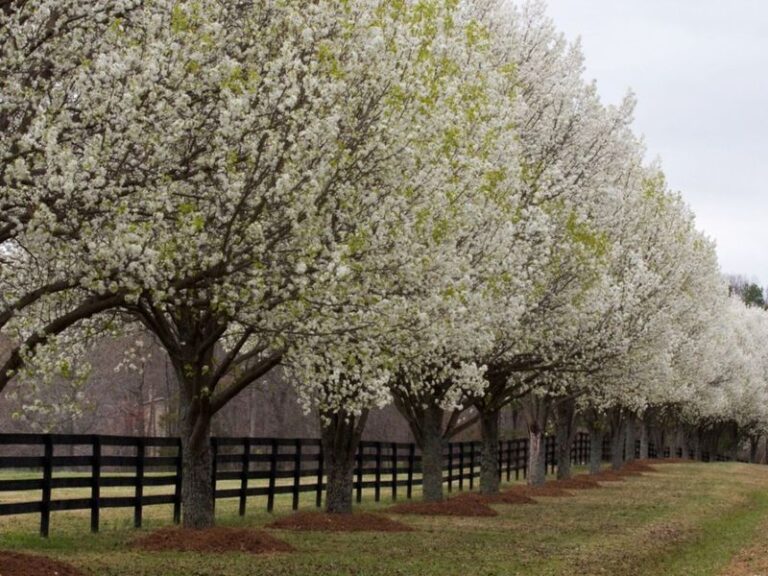 The Native North Carolina Tree Almost Nobody Plants That Feeds Wildlife And Shades The Yard Better Than A Bradford Pear