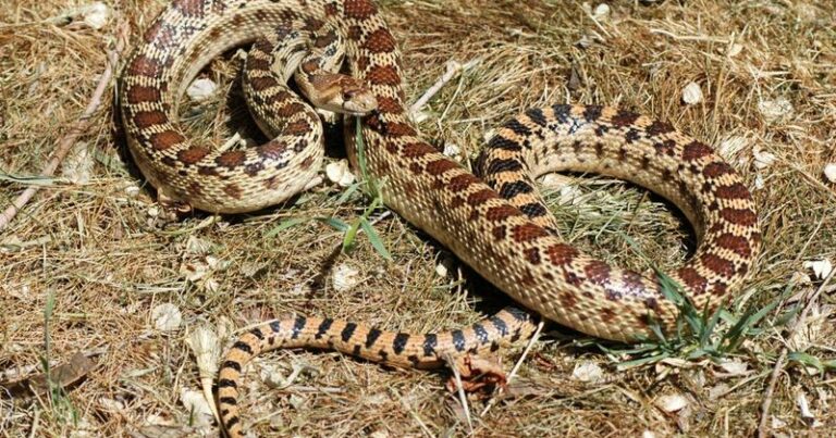 The California Snake Homeowners Kill By Mistake, When It’s Actually Eating The Gophers Wrecking Your Beds
