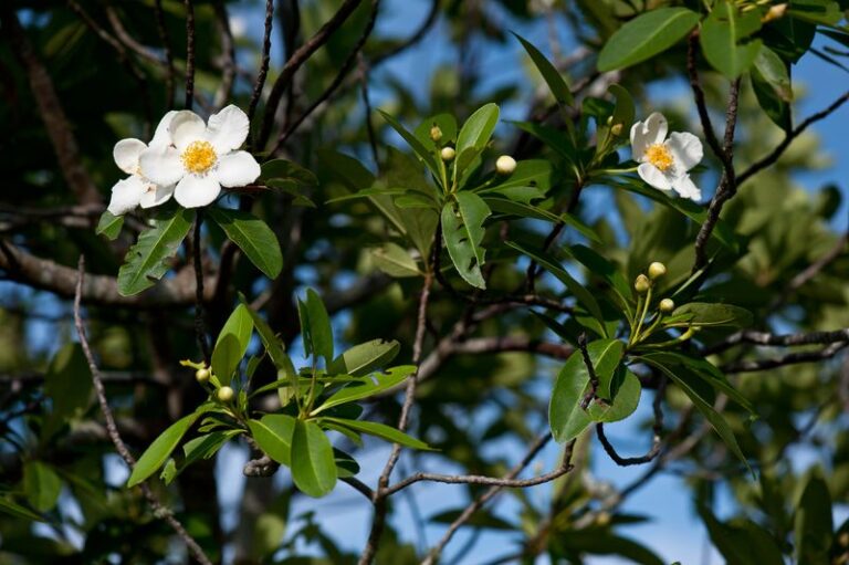 An Underused Coastal Plain Native Tree That Can Extend Summer Nectar for Pollinators