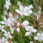The Native Texas Perennial That Blooms Pure White All Summer and Comes Back for a Lifetime