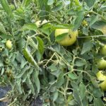 Your Tomatoes Slow Down and Stop Setting Fruit in the Late-Summer Heat — Here’s the One Mistake Blocking Them