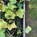 If your cucumber leaves turn crispy and yellow in August heat, one common watering habit may be making things worse