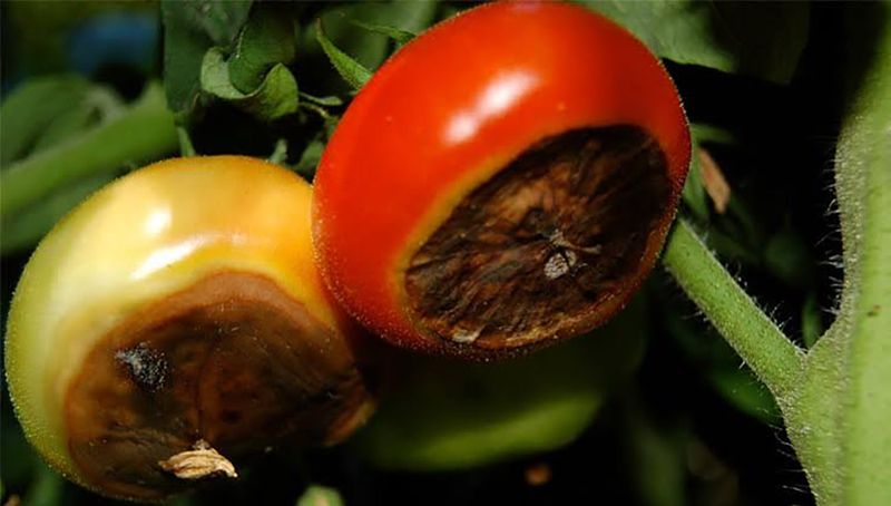 Your Tomatoes Rot at the Bottom Just Before Harvest – Here’s the One Fix That Stops Blossom End Rot Fast