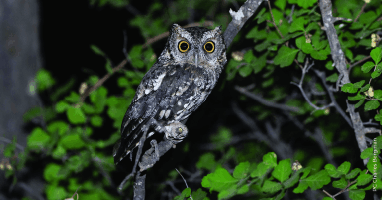 What It Really Means When Owls Start Calling Near Your Central Texas Yard After Dark