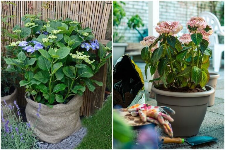 Your Potted Hydrangeas Wilt and Struggle Fast — Here’s the One Container Care Slip Behind It