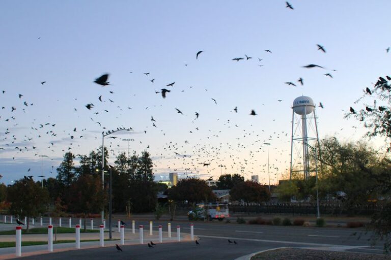 What It Really Means When Crows Suddenly Flock to Your California Yard, and the Pests They Clear Out