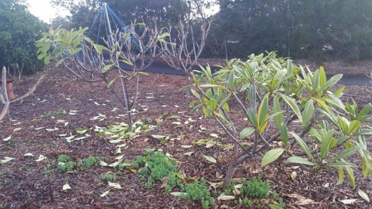 What California Plumeria Owners Need to Do Right Now Before the First Cool Nights Steal Their Blooms