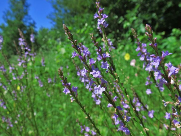 That Purple Weed You Keep Pulling From Your Central Texas Lawn Is Actually a Native Pollinator Gem