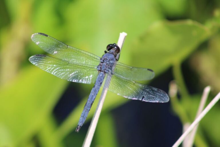The One California Plant That Pulls Dragonflies Into Your Yard and Quietly Thins Out the Mosquitoes