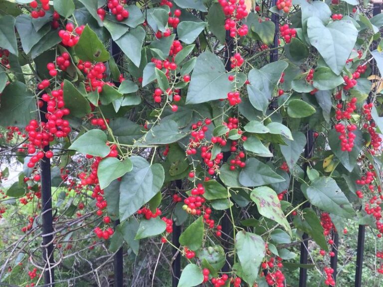 The Fast-Climbing Native Texas Vine That Can Soften a Bare Fence With Seasonal Color by Fall