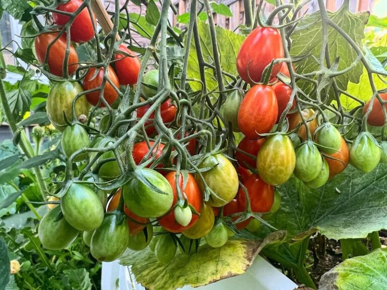 If Your Tomatoes Slow Down in Late-Summer Heat, Excess Nitrogen May Be Part of the Problem