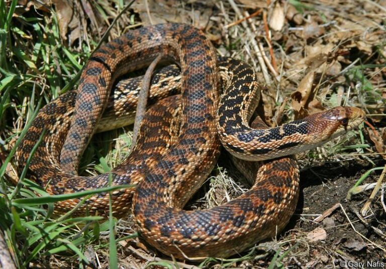 What It Really Means When Gopher Snakes Show Up in Your California Yard, and Why Removing Them Backfires