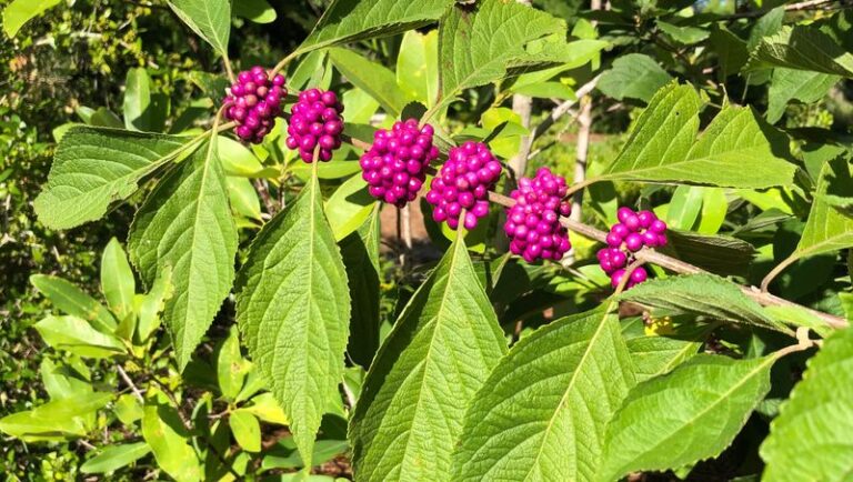 The Most Underrated North Carolina Native Shrub With Laboratory Evidence Against Some Tick Nymphs Along Your Wooded Backyard Edge