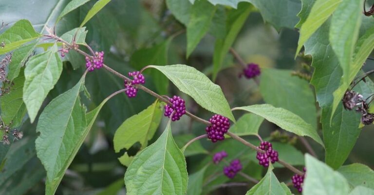 The Most Underrated North Carolina Native Shrub That Feeds Birds Right When Everything Else Has Stopped Fruiting This Fall