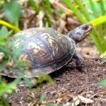 What It Really Means When You Keep Finding Box Turtles Near Your North Carolina Garden Beds