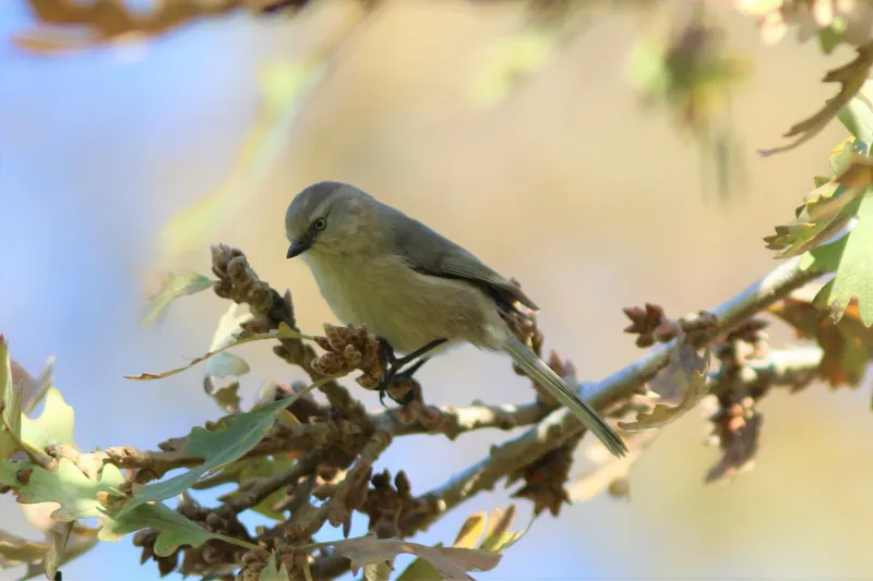 How To Support the California Bushtits That May Eat Some Scale Insects and Other Small Arthropods From Your Shrubs