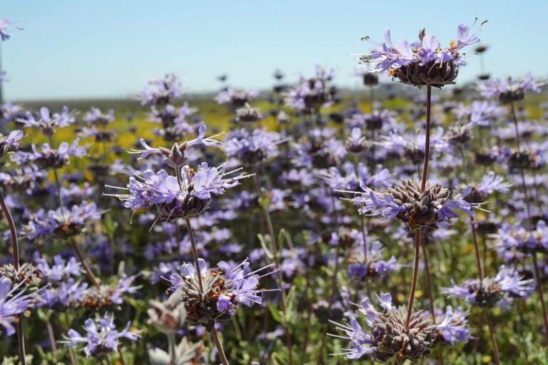 The Rare California Native Plants You’ll Almost Never See at a Garden Center