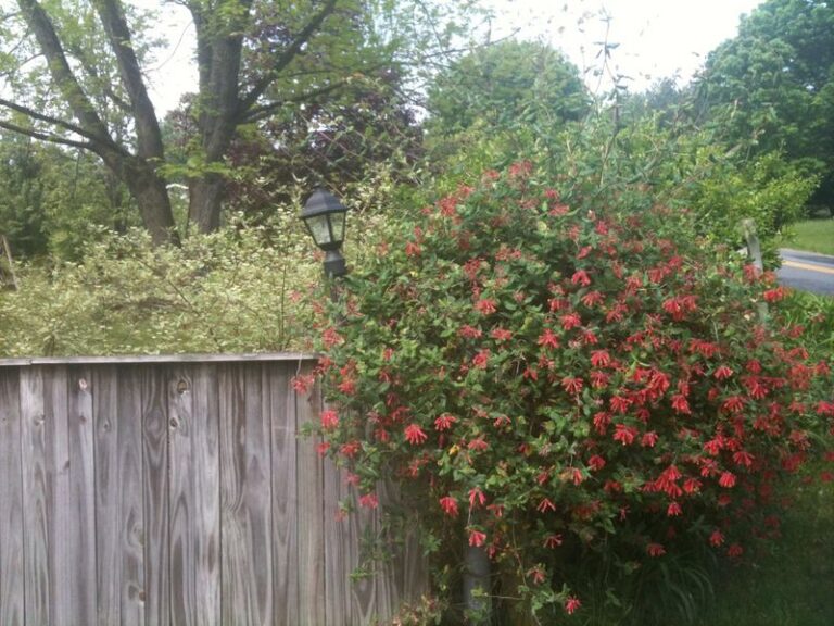 This Native Texas Vine Along Your Fence Brings Fireflies Back To Summer Nights