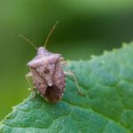 What It Really Means When Brown, Shield-Shaped Stink Bugs Start Sneaking Into Your North Carolina Home in Late Summer and Early Fall