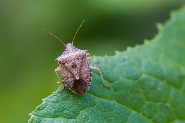 What It Really Means When Brown, Shield-Shaped Stink Bugs Start Sneaking Into Your North Carolina Home in Late Summer and Early Fall