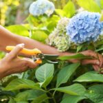 Don’t Buy More Hydrangeas This Fall — Here’s the Free Cutting Trick That Turns One Shrub Into a Whole Row