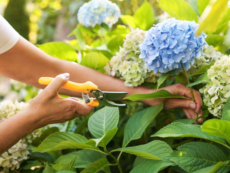 Don’t Buy More Hydrangeas This Fall — Here’s the Free Cutting Trick That Turns One Shrub Into a Whole Row