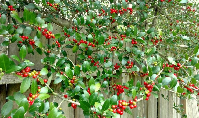 The One Native Texas Tree That Outshines Crape Myrtle and Feeds Wildlife All Season Long