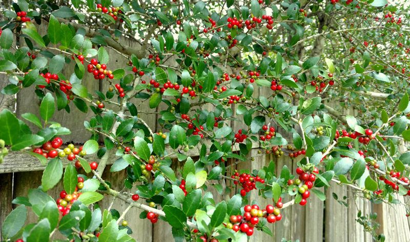 The One Native Texas Tree That Outshines Crape Myrtle and Feeds Wildlife All Season Long