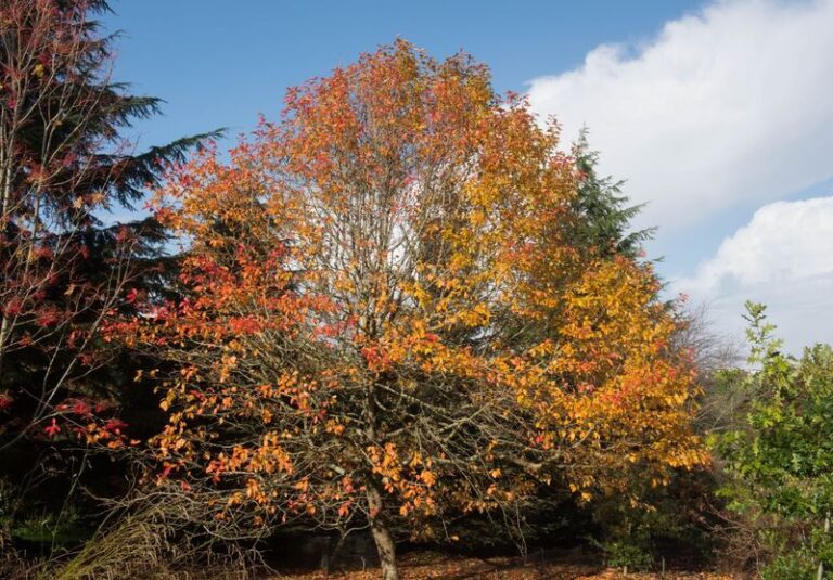 The Most Underrated North Carolina Native Tree That Feeds Pollinators All Season While Everyone Overlooks It