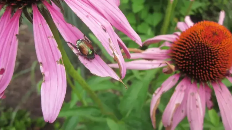 The One Thing North Carolina Gardeners Must Do When Japanese Beetles Start Skeletonizing Plants Or They Multiply