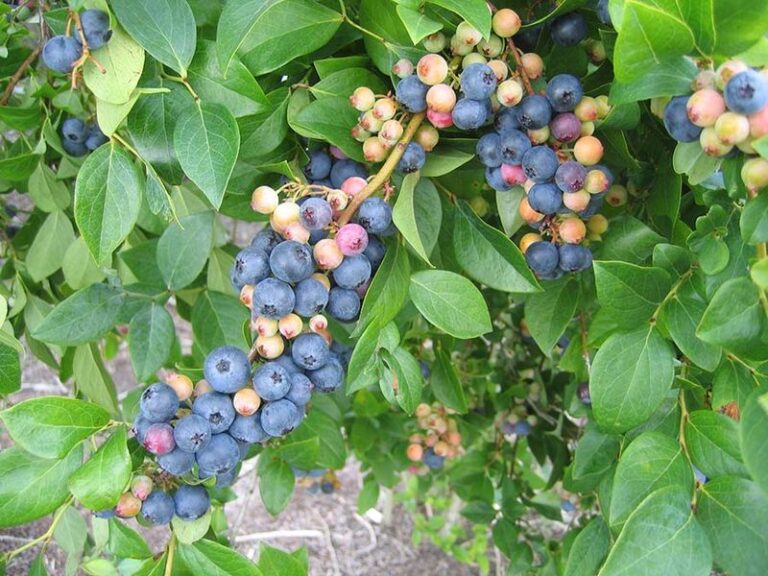 What North Carolina Blueberry Bushes Need in the Late-Summer Heat to Keep Fruiting Into September
