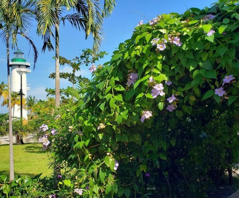 Wooden trellises rot and lean over in Florida’s humidity – 7 native vines that hold themselves up instead