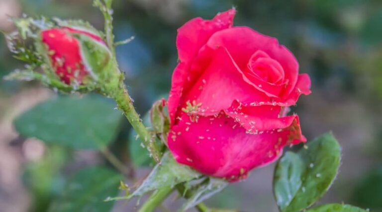 How To Support the Tiny California Garden Spiders That Quietly Hunt the Aphids Wrecking Your Roses