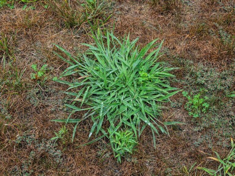 Your Crabgrass Keeps Winning No Matter How You Treat It — Here’s the Acidic Fix That Finally Stops It
