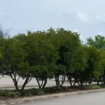 The Fast-Growing Native Texas Tree That Screens Your Yard From Nosy Neighbors By Next Summer