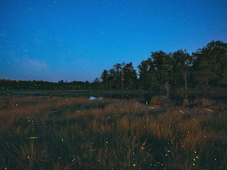 The Native Texas Corner That Brings Fireflies Back To Your Backyard On Warm Summer Nights
